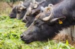 Dairy Buffalo Eating Grass Stock Photo