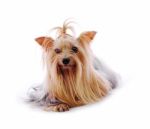 Yorkshire Terrier Stock Photo