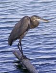 Beautiful Image With A Great Blue Heron On A Log Stock Photo