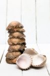 Several Clam Shells Isolated Stock Photo