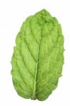 Mint Leaf Isolated Stock Photo