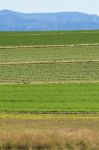 Country Agricultural And Farming Field Stock Photo