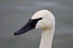 Beautiful Isolated Portrait Of A Wild Trumpeter Swan Stock Photo