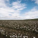 Cotton Field In The Countryside Stock Photo