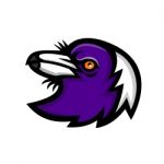 Australian Magpie Head Mascot Stock Photo