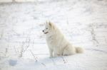 White Dog Samoyed Play On Snow Stock Photo