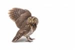 Oriental Scops Owl Isolate On White Background Stock Photo