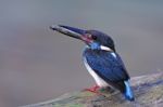 Blue-banded Kingfisher Stock Photo