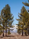 Pine Tree , Snow Capped Mountain Landscape Stock Photo
