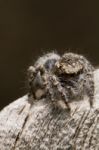 Grey Jumping Spider Stock Photo