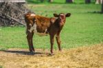 Country Calf In Queensland Stock Photo