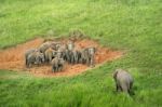 Group Of Elephant Stock Photo
