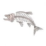 King Salmon Skeleton Drawing Stock Photo