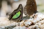 Common Nawab Butterfly (polyura Athamas) Stock Photo
