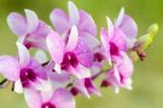Dendrobium Orchid Hybrids Is White And Pink Stripes Stock Photo