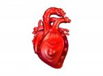 Human Heart  Stock Photo