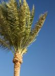 Palm Trees Stock Photo