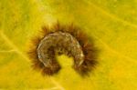 Crawled Hairy Caterpillar Stock Photo