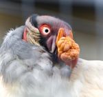 Photo Of A Funny Vivid King Vulture Looking Aside Stock Photo