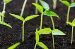 Close Up Agriculture Young Plant Growth On Soil Stock Photo