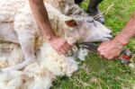 Male Arms Sheaving Wool From Sheep With Scissors Stock Photo