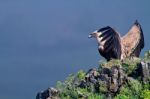 Griffon Vulture Spreading Wings Stock Photo