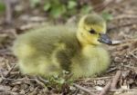 Beautiful Isolated Photo Of A Chick Of Canada Geese Stock Photo