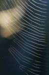 Spider Web In Nature Stock Photo
