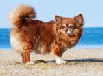 Portrait Of A Chihuahua Longhair Stock Photo