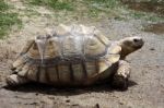 Tortoise Turtle Stock Photo