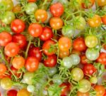 Fresh Cherry Tomato For Background Texture Stock Photo
