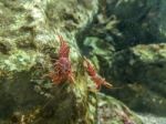 Red Camel Shrimp On Rock Under Water Stock Photo