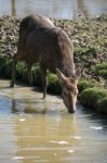 Red Deer (cervus Elaphus) Stock Photo