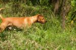 Serbian Hound Dog Stock Photo