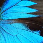 Blue Butterfly Wing Stock Photo