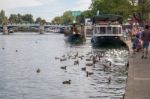 Windsor, Maidenhead & Windsor/uk - July 22 : Boats And Birds Alo Stock Photo