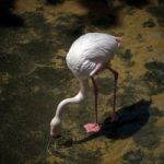 Greater Flamingo (phoenicopterus Roseus) At The Bioparc Fuengiro Stock Photo