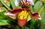 Slipper Orchid ( Paphiopedilum ) Exotic Flowers Stock Photo