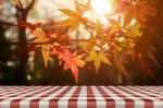 Picnic Table With Jananese Maple Tree Garden In Autumn Stock Photo