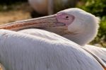 Great White Pelican (pelecanus Onocrotalus) Stock Photo