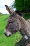 Donkey Stock Photo