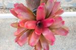 Close Up Of  Bromeliad Plants Stock Photo