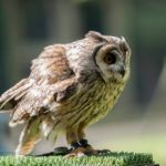 Tawny Owl (strix Aluco) Stock Photo