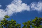 Green Tree Leaves With A Blue Sky In The Background Stock Photo