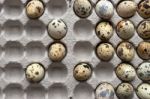Quail Eggs In The Cardboard Packing Stock Photo