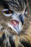 Eurasian Eagle-owl (bubo Bubo) Stock Photo