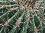 Candy Barrel Cactus (ferocactus Wislizeni) Stock Photo