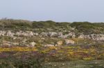 Diverse Spring Flora Of Sagres Stock Photo