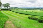 Lawn On The Tea Farm Stock Photo