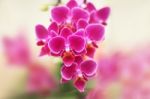 Pink Phalaenopsis Orchid Flowers Stock Photo